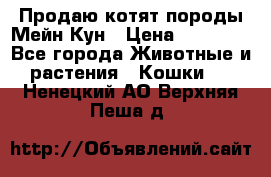 Продаю котят породы Мейн Кун › Цена ­ 12 000 - Все города Животные и растения » Кошки   . Ненецкий АО,Верхняя Пеша д.